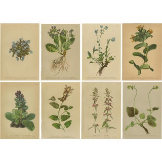 Alpine Flora Botanical Illustrations, 1897, Set of 8 For Sale