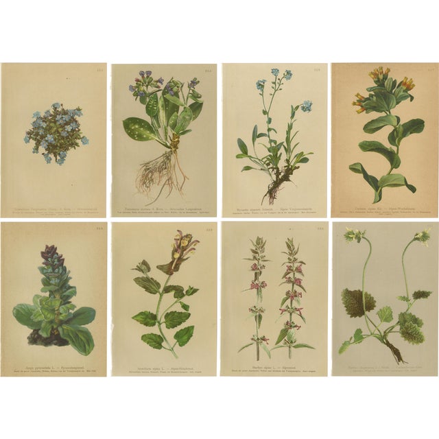 Alpine Flora Botanical Illustrations, 1897, Set of 8 For Sale