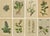 Alpine Flora Botanical Illustrations, 1897, Set of 8 For Sale