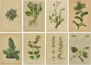 Alpine Flora Botanical Illustrations, 1897, Set of 8