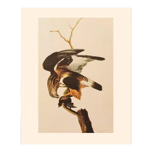 1966 Vintage Cottage Print "Hunting Rough-Legged Hawk" After John James Audubon