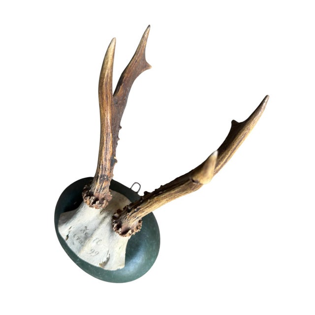 Late 19th Century Roe Deer Trophy 133 Black Foret Antlers For Sale - Image 5 of 5