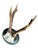 Late 19th Century Roe Deer Trophy 133 Black Foret Antlers For Sale - Image 5 of 5