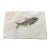 Fossil Fish Plate -- Diplomytus - From the Green River Formation - W/Stand For Sale