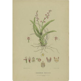 Fitzgerald, Large Boulder Orchid, 1884, Print on Paper For Sale