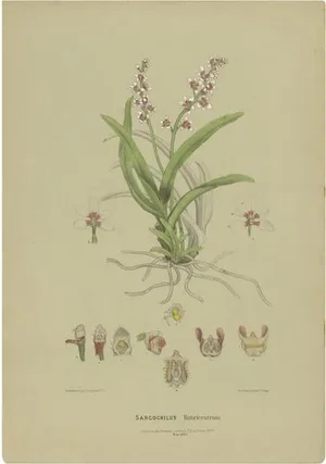 Fitzgerald, Large Boulder Orchid, 1884, Print on Paper