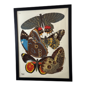 Vintage Insects Giclee Print After Emile-Allain Seguy ~Framed