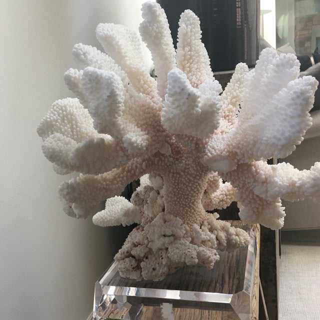 Coral Decoration on Acrylic Stand Chairish