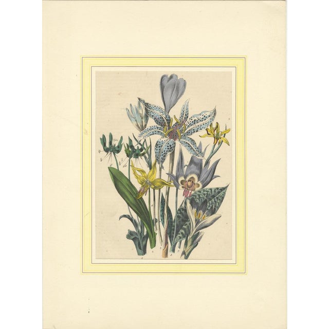 Colorful Botanical Flower Prints from Book of Worlds, 1800s, Print, Set of 4 For Sale - Image 3 of 10