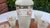 Glass Decanter with Glasses, 1960s, Set of 7 For Sale - Image 6 of 11