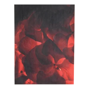 Backlit Red Flowers, Jonathan Singer