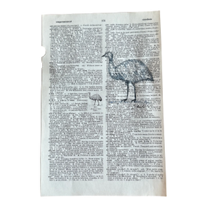 Signed Original Watercolor Painting on Vintage Dictionary Page “Emu”