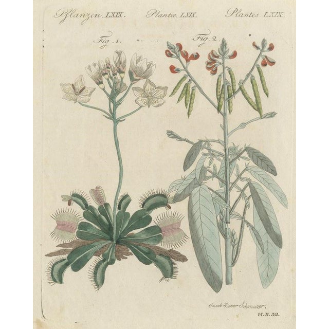 Bertuch, Venus Flytrap Carnivorous Plant, 1805, Print For Sale - Image 12 of 12