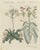 Bertuch, Venus Flytrap Carnivorous Plant, 1805, Print For Sale - Image 12 of 12