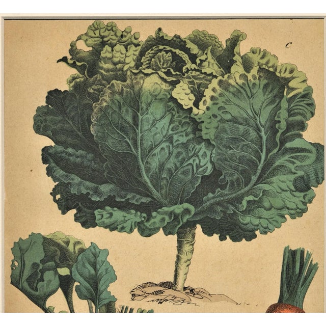 French Old 1860s Matted French Chromolithograph-Vegetable Botanical-Cabbage, Carrots, Matted For Sale - Image 3 of 6