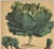 French Old 1860s Matted French Chromolithograph-Vegetable Botanical-Cabbage, Carrots, Matted For Sale - Image 3 of 6