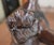 Vintage African Hand-Carved Hardwood Lion Sculpture by Nguma For Sale - Image 10 of 10