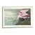 Vintage Audubon Print of Pink Spoonbill For Sale