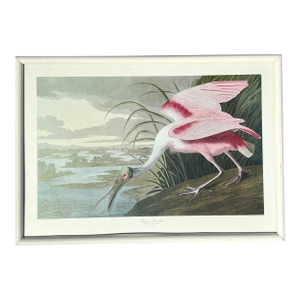 Vintage Audubon Print of Pink Spoonbill