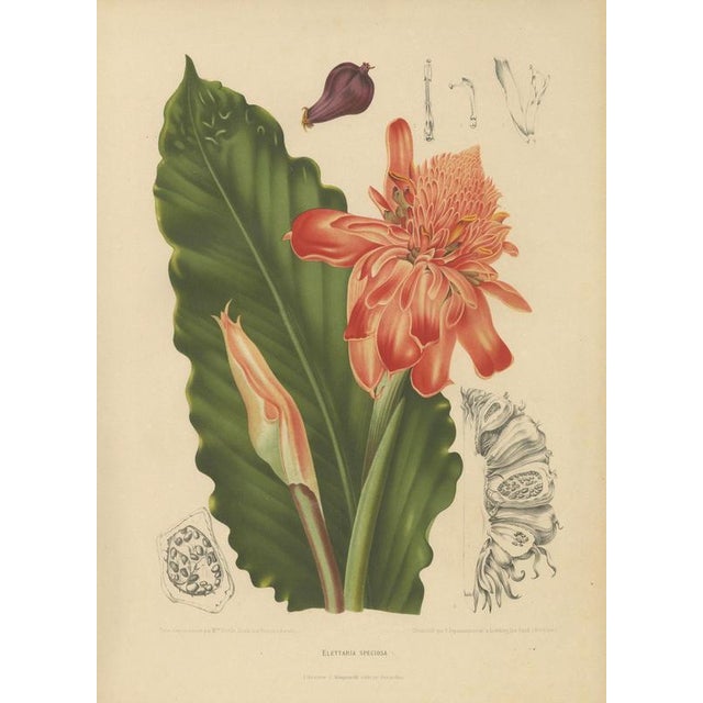 Hoola van Nooten, Torch Ginger, 1880, Chromolithograph For Sale - Image 8 of 9