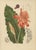 Hoola van Nooten, Torch Ginger, 1880, Chromolithograph For Sale - Image 8 of 9