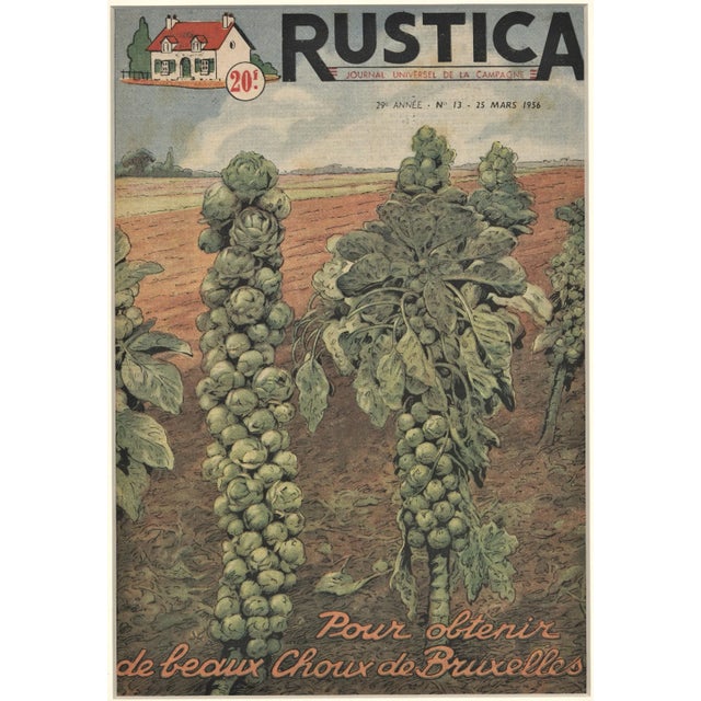 1950s Matted French Mid-Century Country Kitchen Art-Vegetables-Brussels Sprouts For Sale - Image 5 of 5