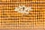 Fine George III Parquetry Teacaddy For Sale - Image 10 of 10