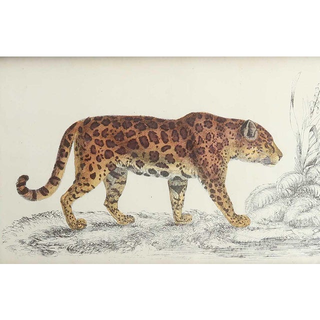 After Cpt. Brown, Jaguar, 1847, Lithograph, Framed For Sale - Image 3 of 4