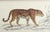 After Cpt. Brown, Jaguar, 1847, Lithograph, Framed For Sale - Image 3 of 4