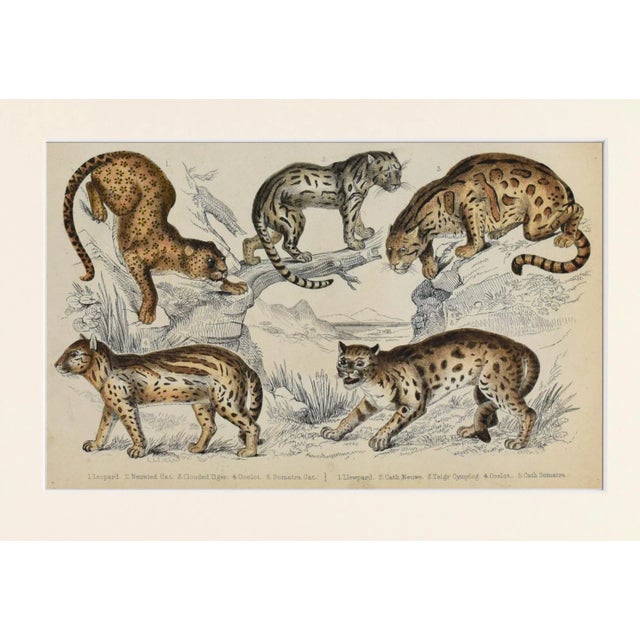 Realism 19th Century Antique English Leopard & Big Cat Engraving For Sale - Image 3 of 5