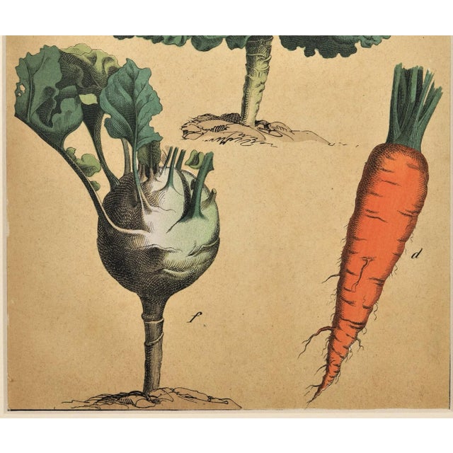 Old 1860s Matted French Chromolithograph-Vegetable Botanical-Cabbage, Carrots, Matted For Sale - Image 4 of 6
