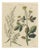 Bertuch, Yellow Crucifer and Slender Flowering Herb, 1805, Print For Sale