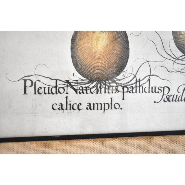 Wood Basilius Besler Botanical Engravings - a Pair For Sale - Image 7 of 13