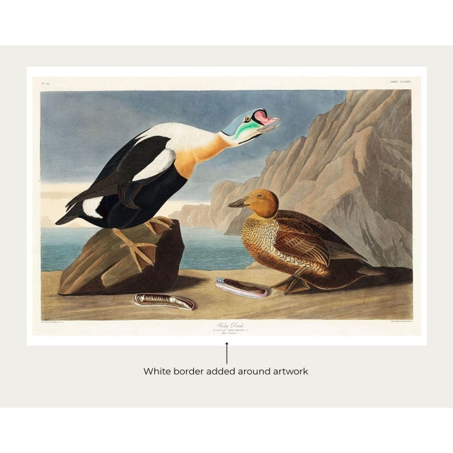Not Yet Made - Made To Order King Duck, Vintage Art Print Reproduction From Birds of America by John James Audubon, 60" X 40" For Sale - Image 5 of 10