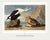 Not Yet Made - Made To Order King Duck, Vintage Art Print Reproduction From Birds of America by John James Audubon, 60" X 40" For Sale - Image 5 of 10