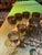 1970s Collection of Dorothy Thorpe Silver Fade Glassware Set - 18 pcs For Sale - Image 11 of 12