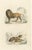 Buffon, Images on One Sheet of a Lion and Lioness, 1839, Print For Sale - Image 6 of 6