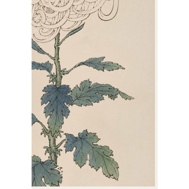 Not Yet Made - Made To Order White Mum by Hasegawa, Vintage Japanese Botanical Art Print, 8" X 12" For Sale - Image 5 of 8