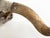 Early 1900s Longhorn Horns Bull Horns Primitive Steer Skull Southwest D√©cor For Sale In Minneapolis - Image 6 of 7