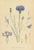 Carl Lindman, Cornflower Botanical Study, Centaurea Cyanus, 1905, Paper For Sale - Image 3 of 9