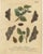 Antique English Moths with Oak Leaves – Hand-Colored Entomology Engravings 1720 : This set of two original hand-colored...