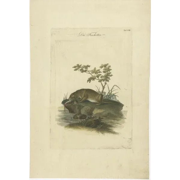 This engraving, titled "Die Fischotter" and marked as Tab.LVIII, depicts an otter in a natural setting, engaging in its...