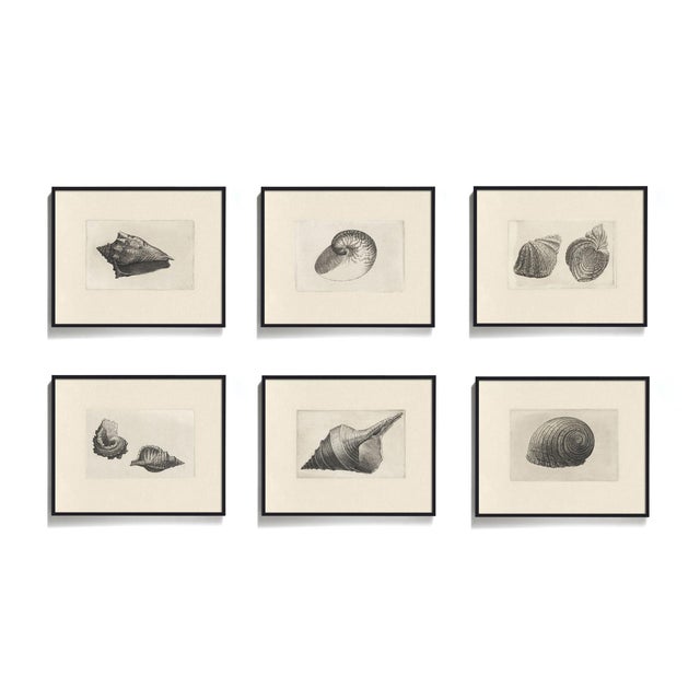 Ships in 2 – 4 days. These antique shell prints are restored from a series of Dutch etchings from 1650. The illustrations...