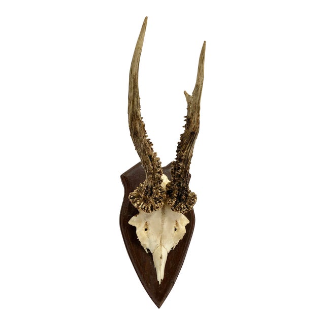 German Roe Deer Antlers With Partial Skull Chairish