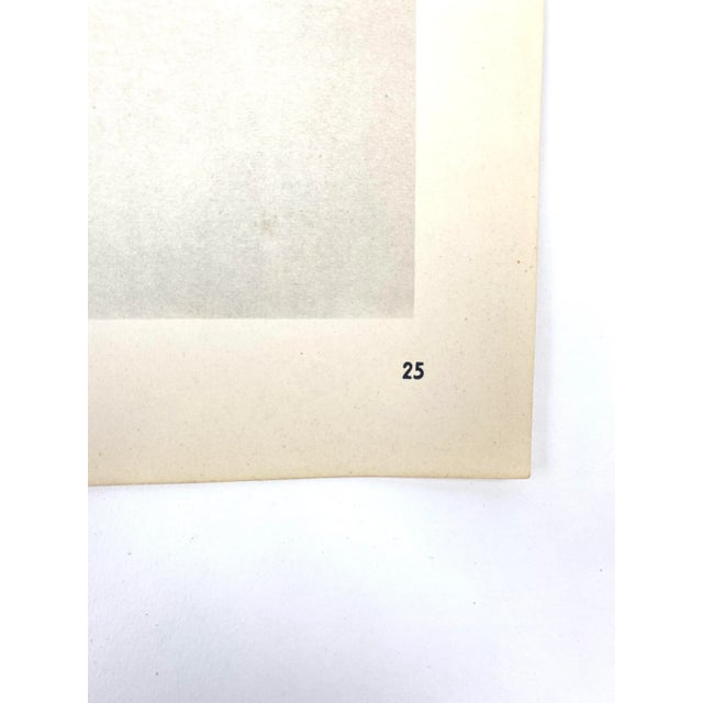 1940s Botanical Blossfeldt Print - No. 25 For Sale - Image 4 of 5