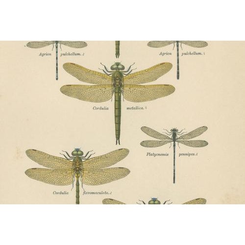 Paper Dragonfly & Damselfly Lithographs by Richard Tümpel, 1908, Set of 3 For Sale - Image 7 of 14