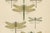 Paper Dragonfly & Damselfly Lithographs by Richard Tümpel, 1908, Set of 3 For Sale - Image 7 of 14