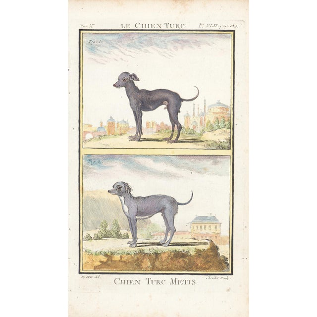 1758 Buffon Dog Engraving "Chien Turc Metis" (Mixed Breed Turkish Dog) For Sale