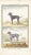 1758 Buffon Dog Engraving "Chien Turc Metis" (Mixed Breed Turkish Dog) For Sale