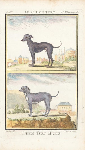 1758 Buffon Dog Engraving "Chien Turc Metis" (Mixed Breed Turkish Dog)